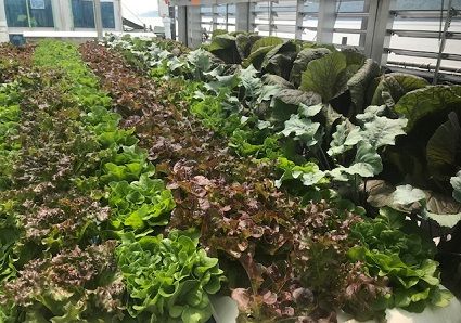 Photo of the interior of a greenhouse where lettuce plants grow.